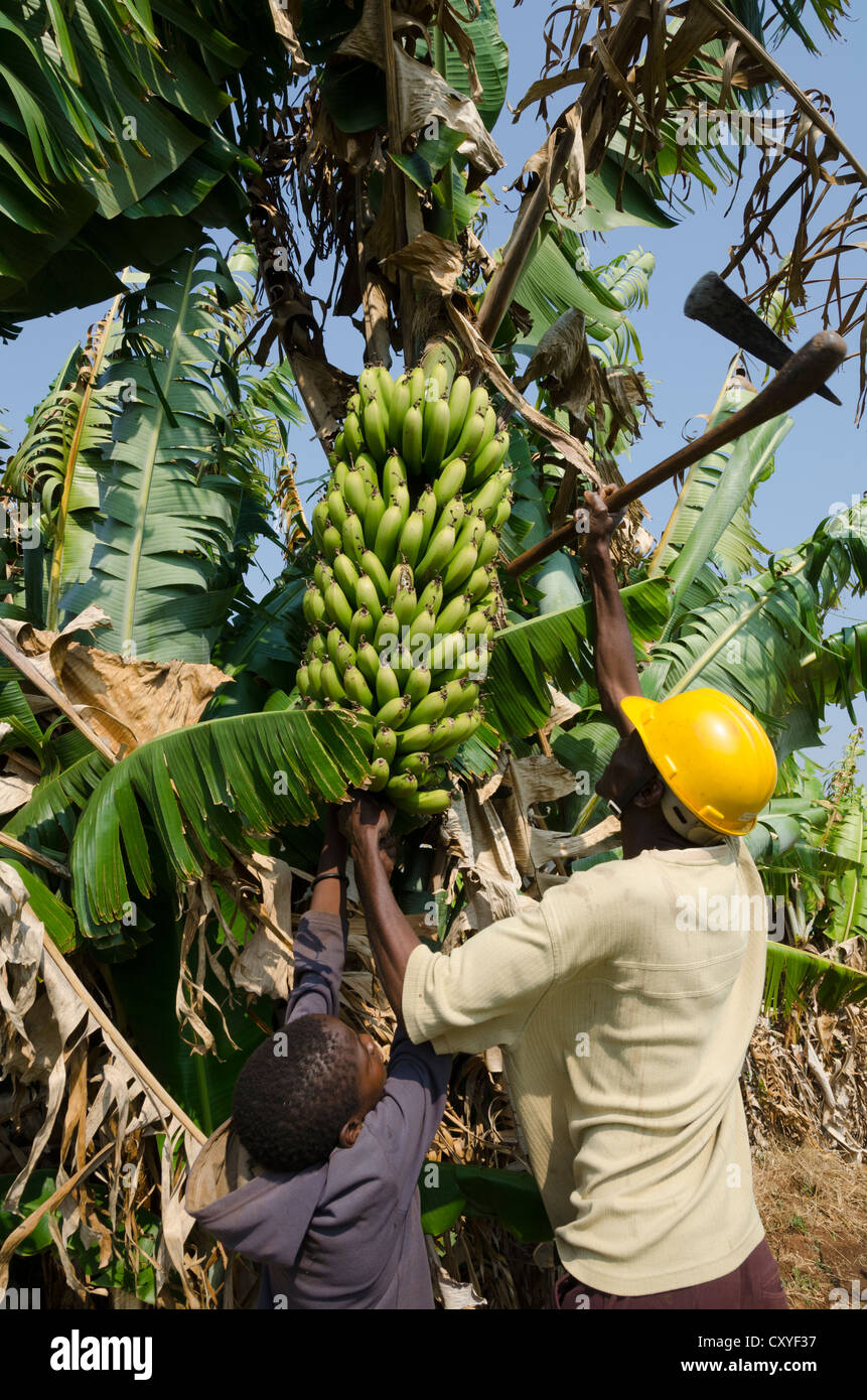 Landwirt Kommissionierung eine Reihe von Bananen aus seiner Plantage. Mpika. Sambia. Stockfoto