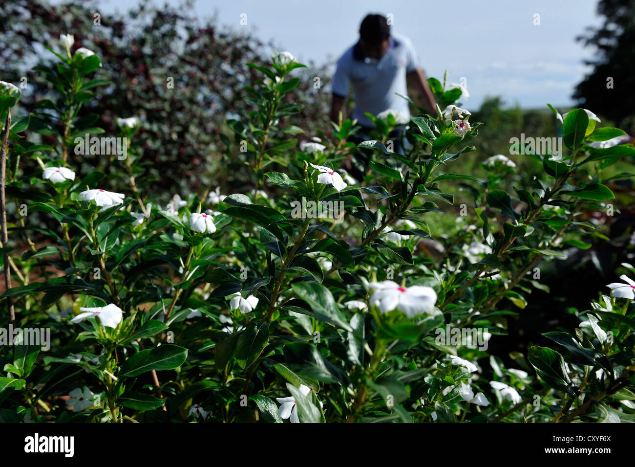 Garten Sie für Heilpflanzen, Naturheilkunde, Dorf, Comunidad Vy'a Renda, Distrito Curuguaty, Departamento Canindeyu Stockfoto