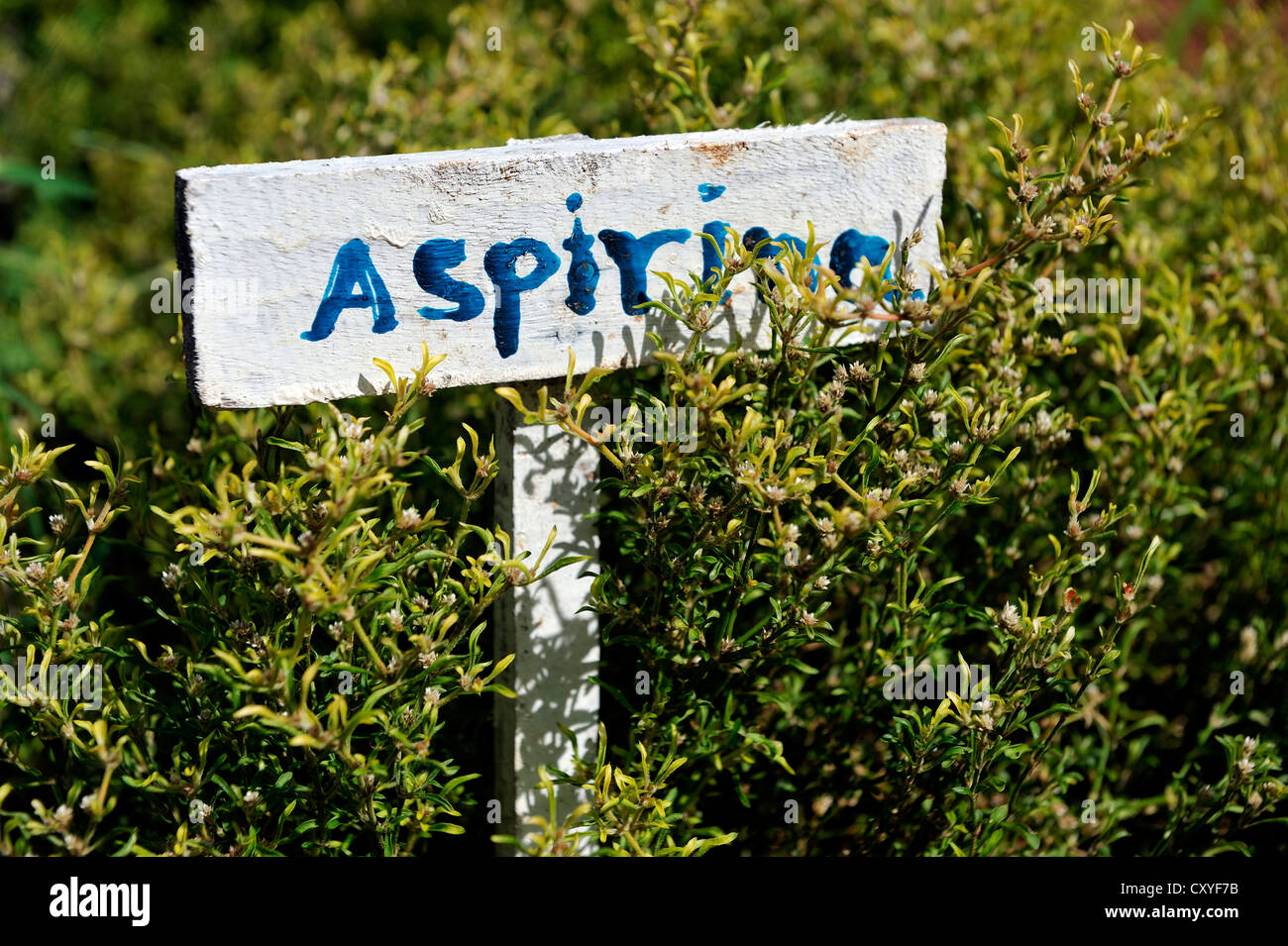 "Aspirin-Pflanze", Aspirin-haltigen Pflanzen im Kräutergarten für Heilpflanzen, Dorf Mandu'ara, Comunidad Mandu'ara Stockfoto