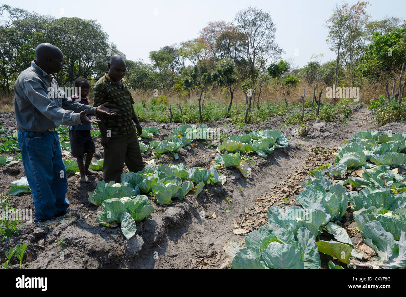 Bauern diskutieren Zuschneiden Technik in den Dambos Feuchtgebieten. Mpika. Sambia. Stockfoto