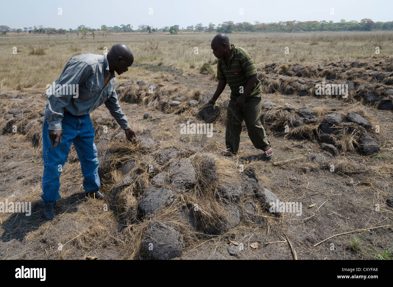 Bauern diskutieren Zuschneiden Technik in den Dambos Feuchtgebieten. Mpika. Sambia. Stockfoto