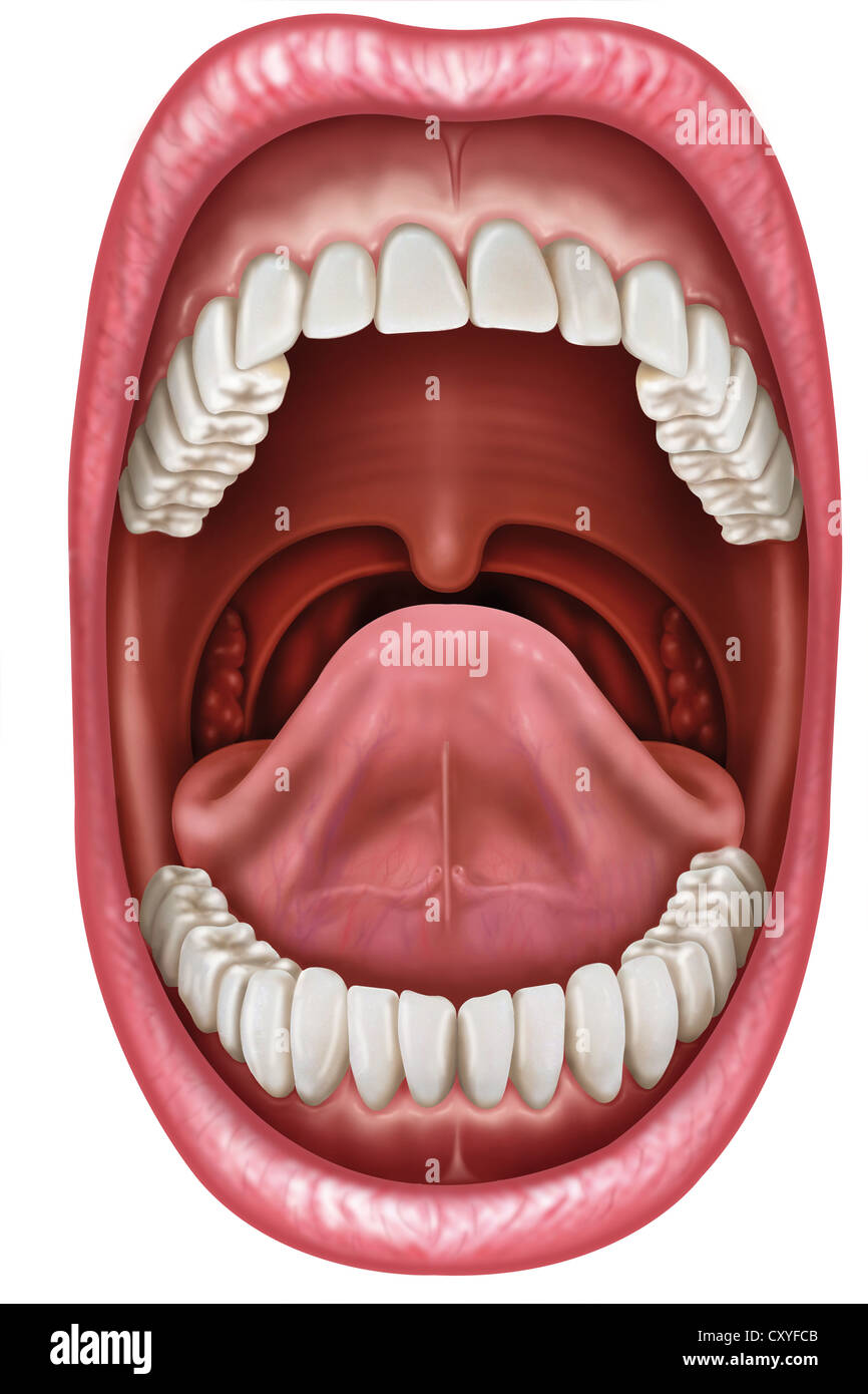 Anatomie von offenem Mund zeigt die Bestandteile Stockfoto