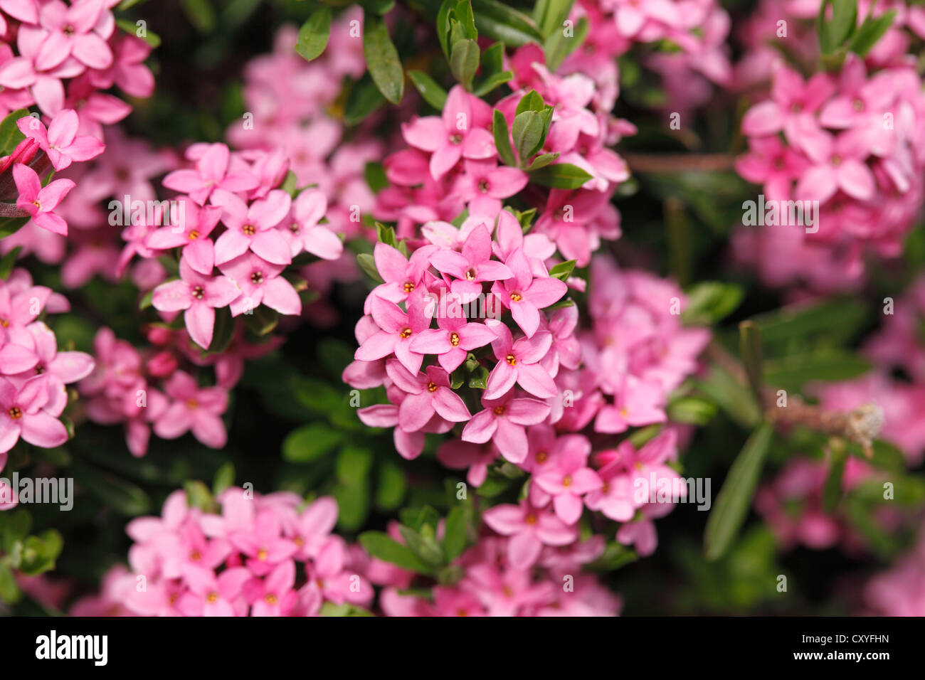 Girlande Blume oder Rose Daphne (Daphne Cneorum), Steiermark, Austria, Europe Stockfoto