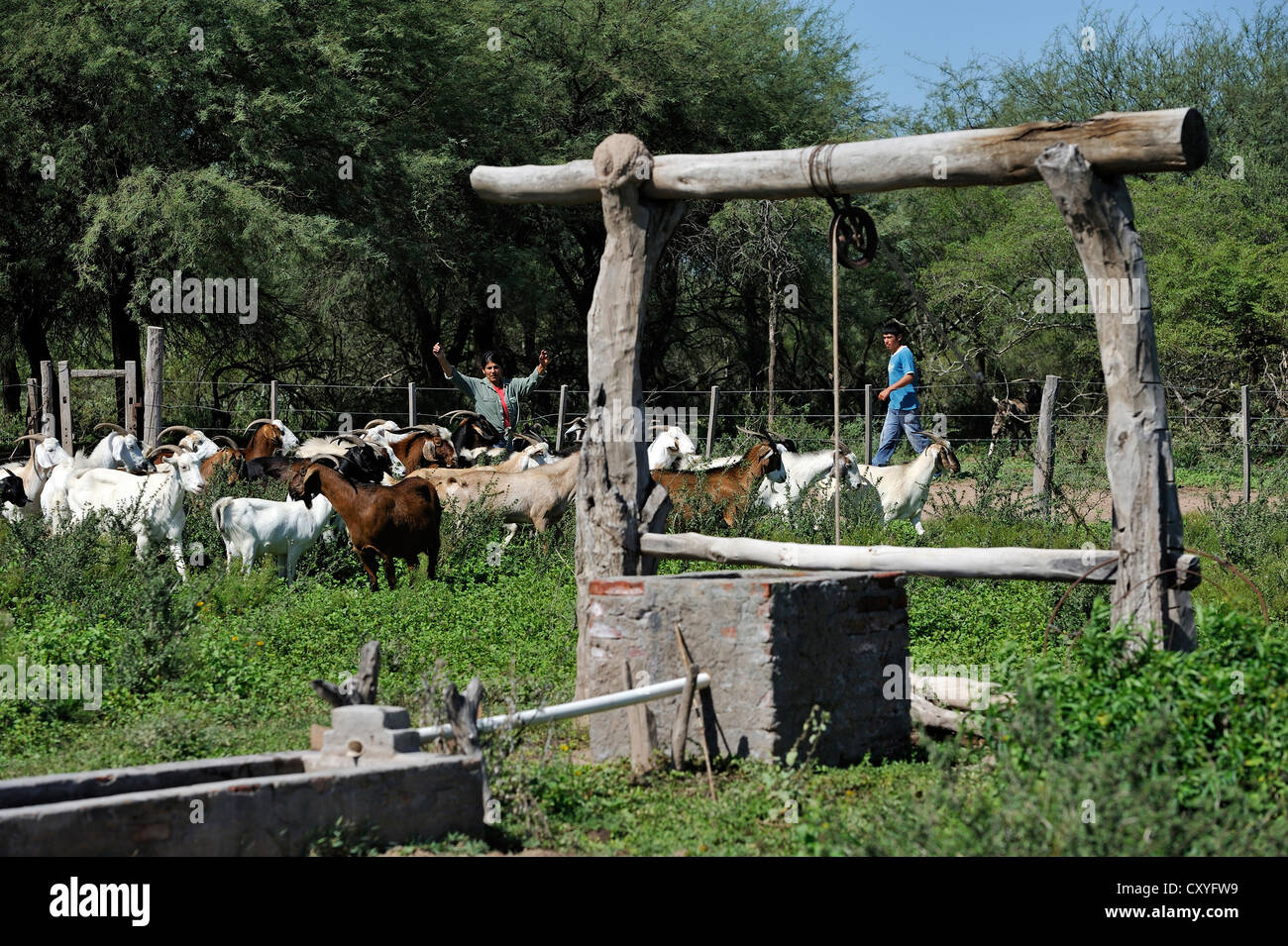 Rinder, die Bewässerung Tank im Hof der Familie Kleinbetrieb, Gran Chaco, Santiago del Estero Provinz, Argentinien, Südamerika Stockfoto