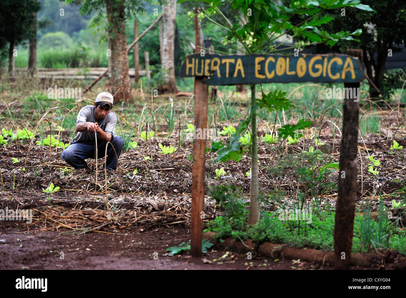 Ökologischer Landbau, jungen Mann, Kopfsalat, Schild mit der Aufschrift "Huerta Ecologica', ökologischer Gemüsegarten anpflanzen Stockfoto