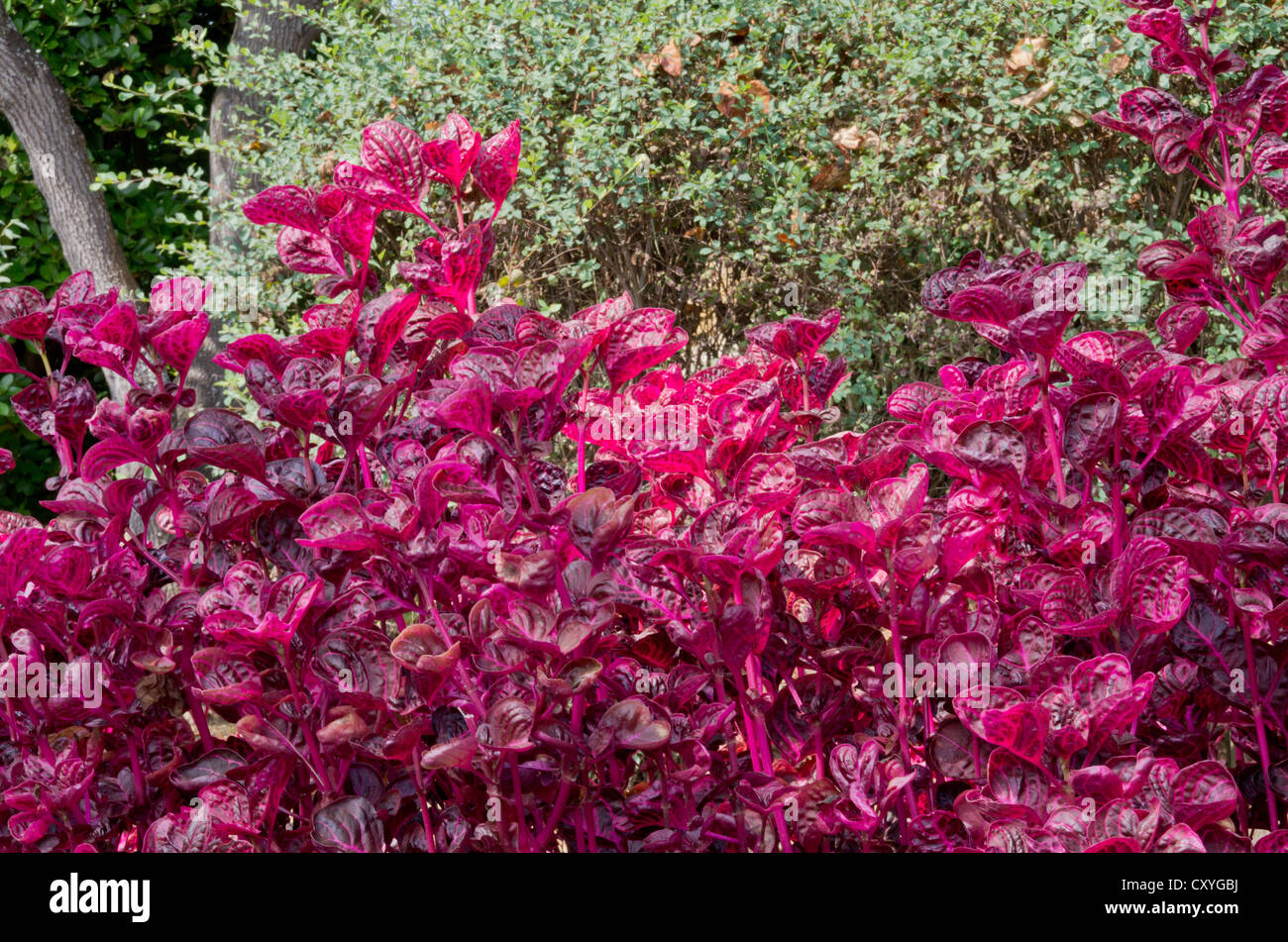 Iresine Herbstii wächst im Botanischen Garten Cap Roig Stockfoto