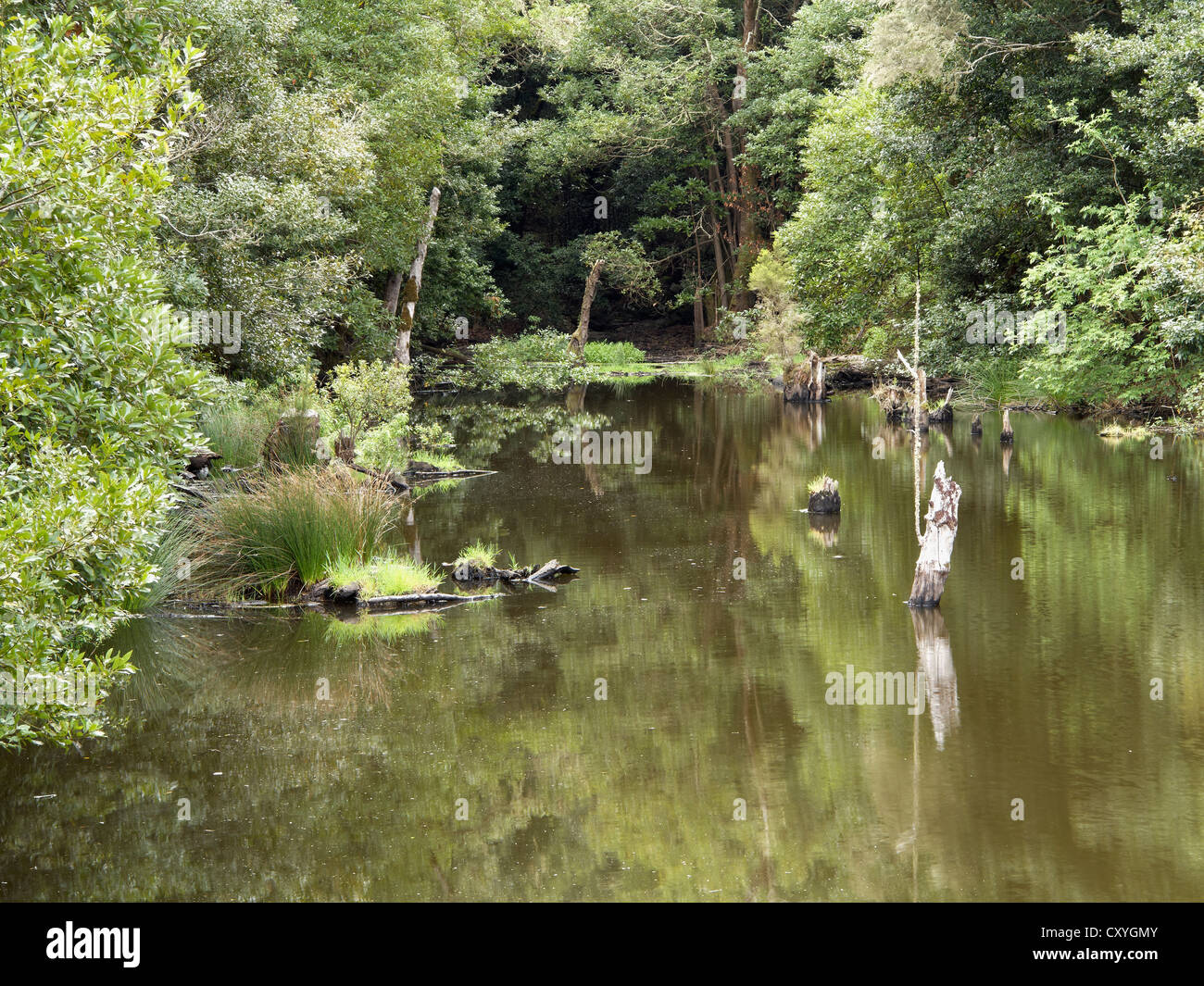Stausee in den Lorbeerwald, Presa de Meriga, Nationalpark Garajonay, La Gomera, Kanarische Inseln, Spanien, Europa Stockfoto
