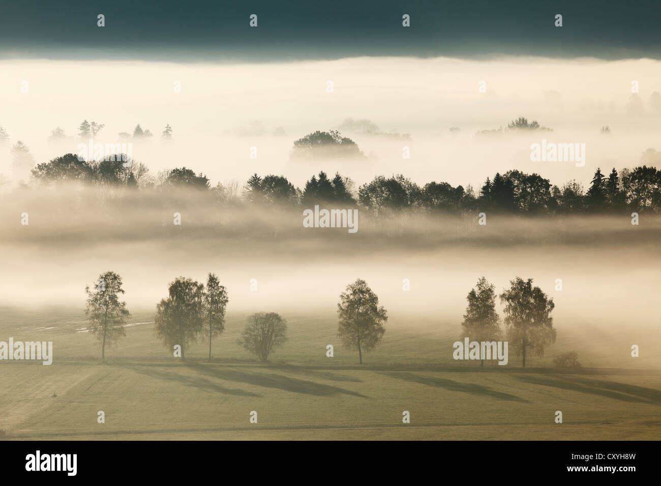 Morgennebel über Loisach Moor oder Loisach-Kochelsee-Moor in der Nähe von Grossweil, Thuringia Land/Region, Bayern, Oberbayern Stockfoto