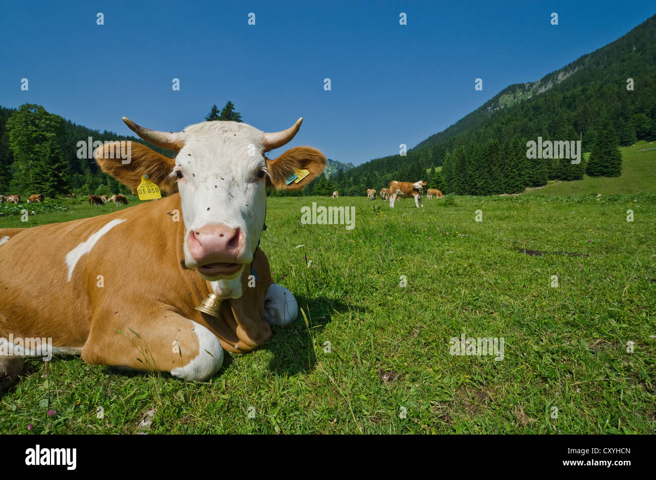 Kuh auf den Wiesen rund um See Spitzingsee, Schliersee-Spitzingsee, Bayern Stockfoto