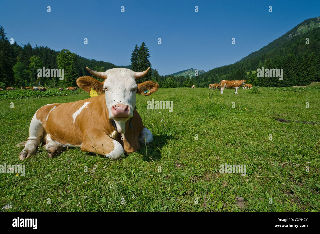 Kuh auf den Wiesen rund um See Spitzingsee, Schliersee-Spitzingsee, Bayern Stockfoto