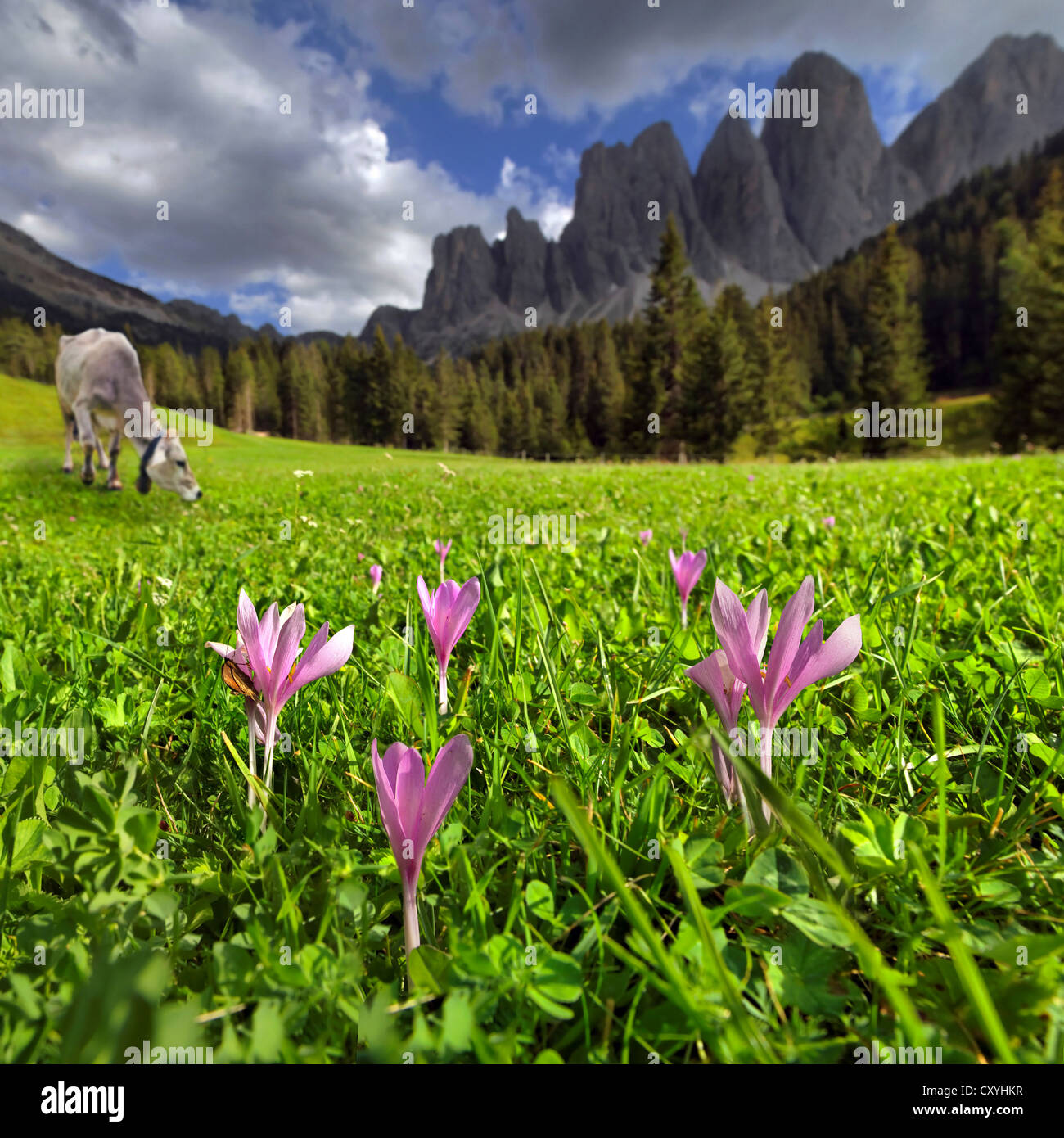 Alm mit einer Milchkuh und Blumen, nach einem Gewitter Zanser Alm Alm, St. Magdalena, Villnösser oder Villnösser Tal Stockfoto