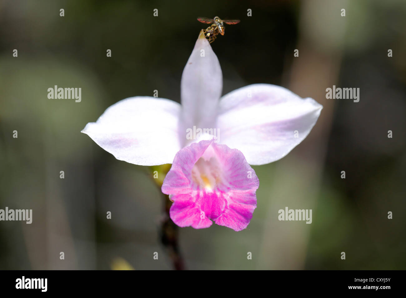 Bambus Orchidee (Arundina Graminifolia), Big Island, Hawaii, USA Stockfoto