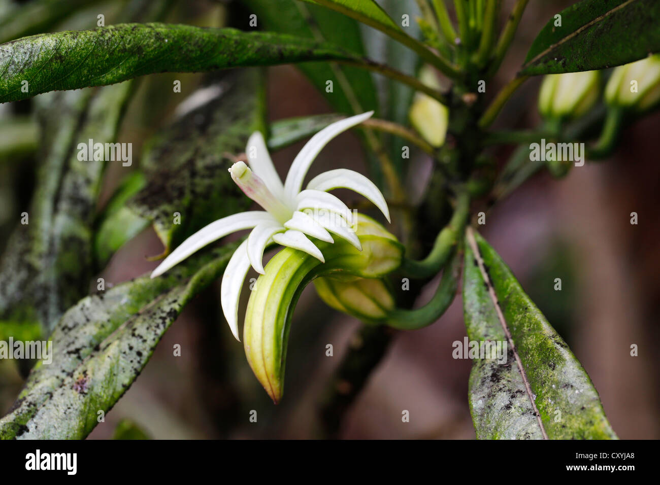 Oha Wai (Clermontia Lindseyana), seltene Pflanze, Volcanoes National Park, Big Island von Hawaii, USA Stockfoto