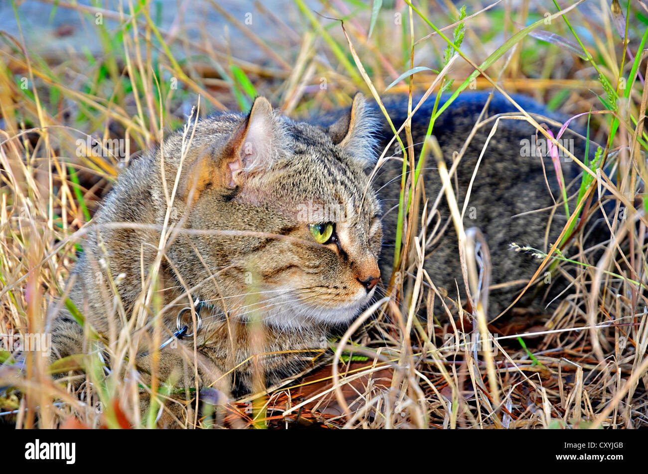 Highlander Lynx Katze in die hohe Gräser, die versuchen, während der Jagd zu verbergen. Stockfoto