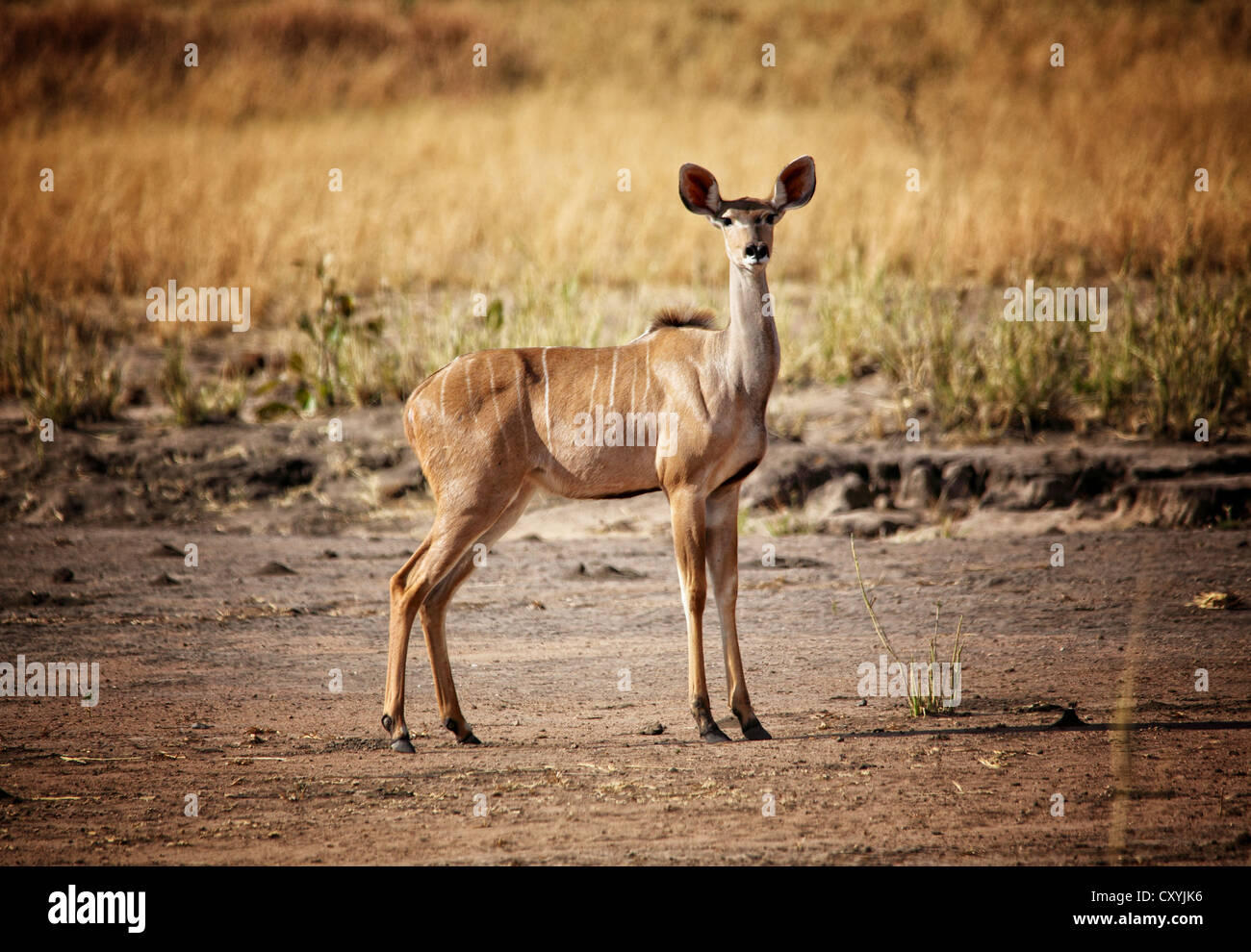 Kudu in Luangwa Nationalpark Sambia Stockfoto