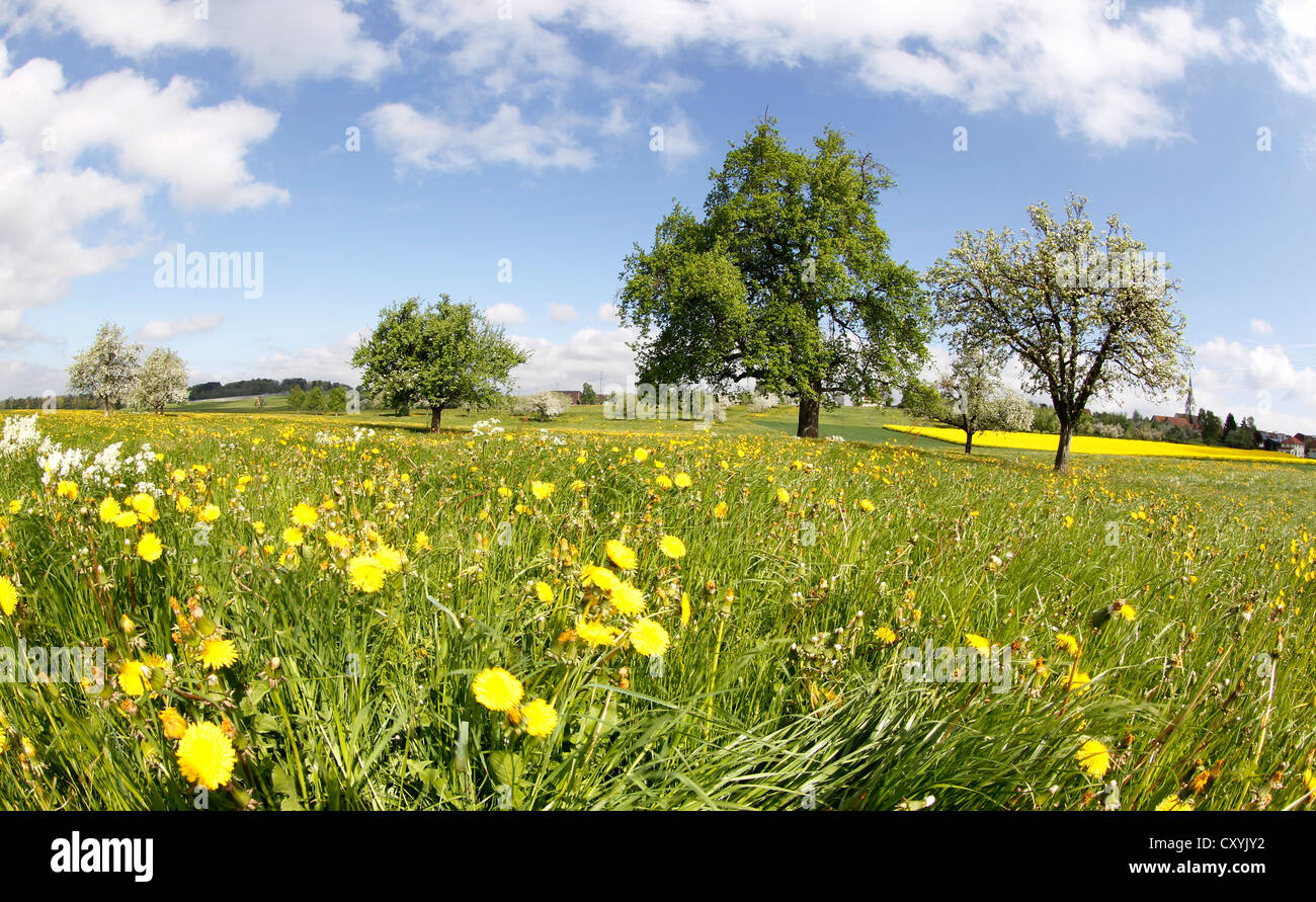 Switzerland Thurgau Fruit Trees Blossom Stockfotos & Switzerland