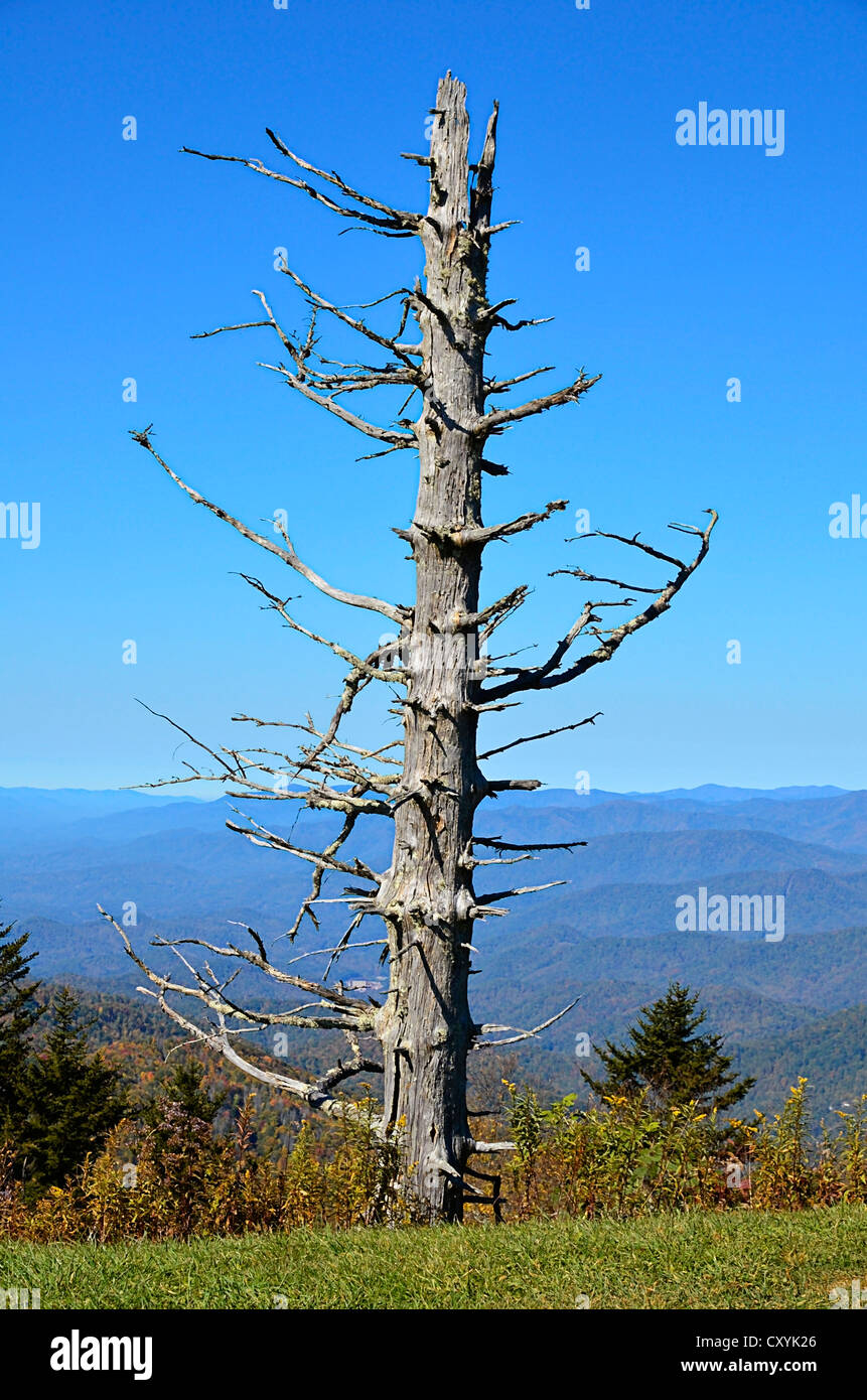 Ein Baum auf einem Berg mit schönen blauen Landschaft dahinter. Dies wurde auf der Blue Ridge Parkway genommen. Stockfoto