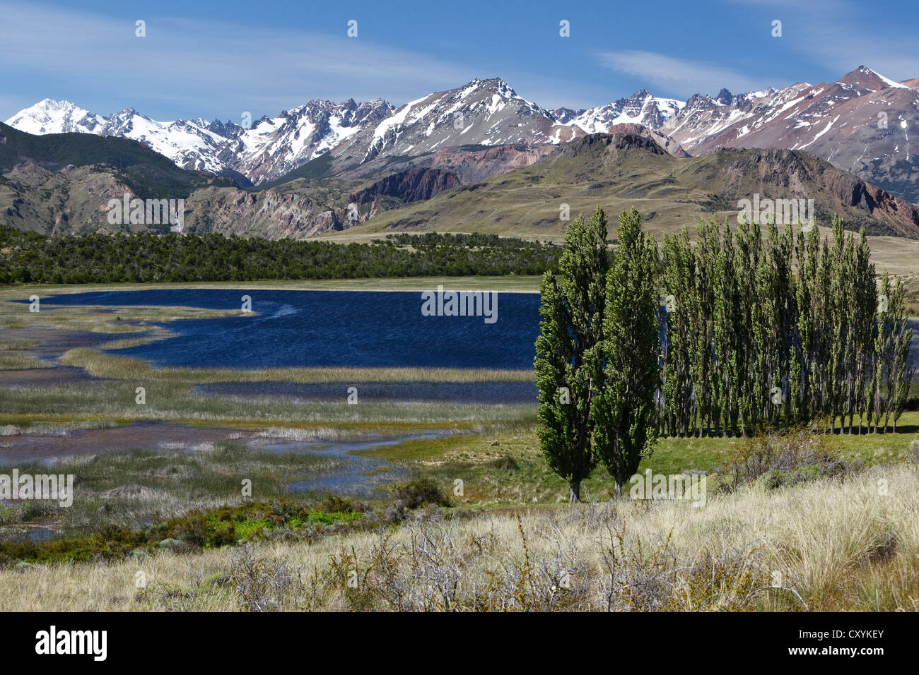 Pappeln, die chilenischen Anden auf der Rückseite, am Fluss Rio Chacabuco, Cochrane, Region de Aysen, Patagonien, Chile, Südamerika Stockfoto
