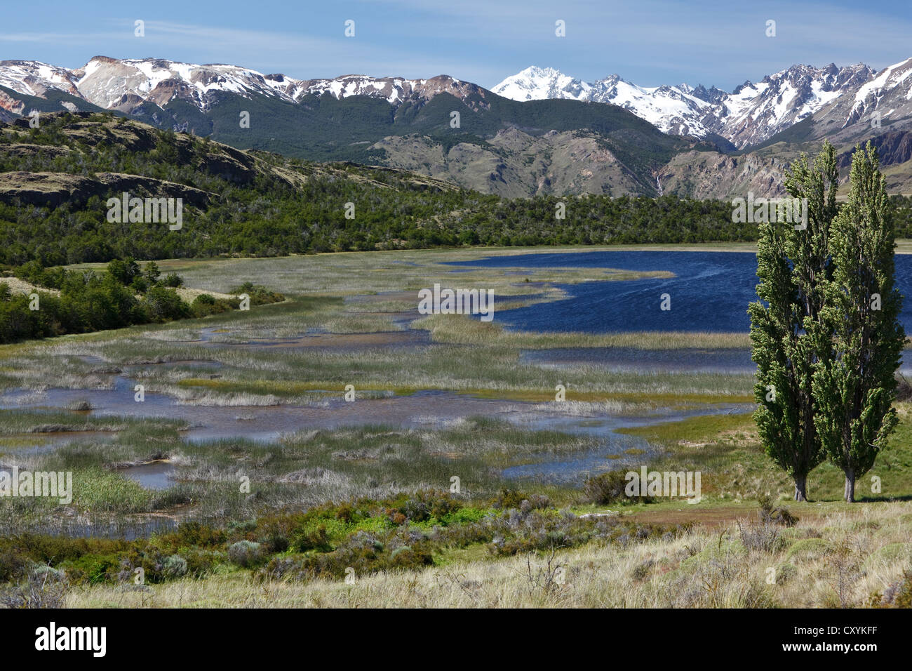 Pappeln im Wind vor der chilenischen Anden am Rio Chacabuco, Cochrane, Region de Aysen, Patagonien, Chile Stockfoto
