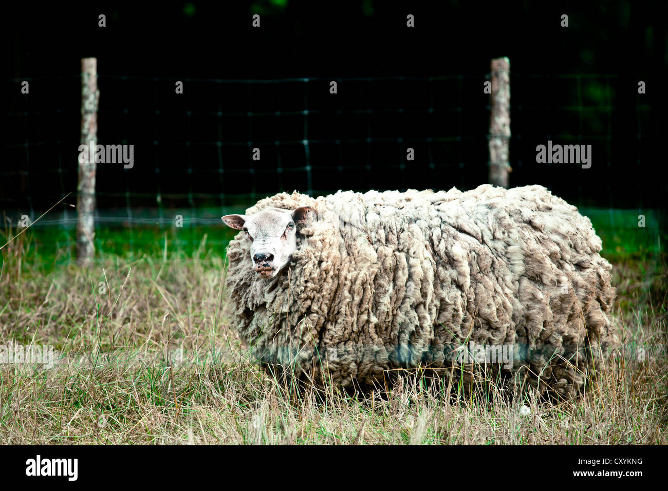 Wollige Schafe im Vézère-Tal, Perigord, Frankreich, Europa Stockfoto