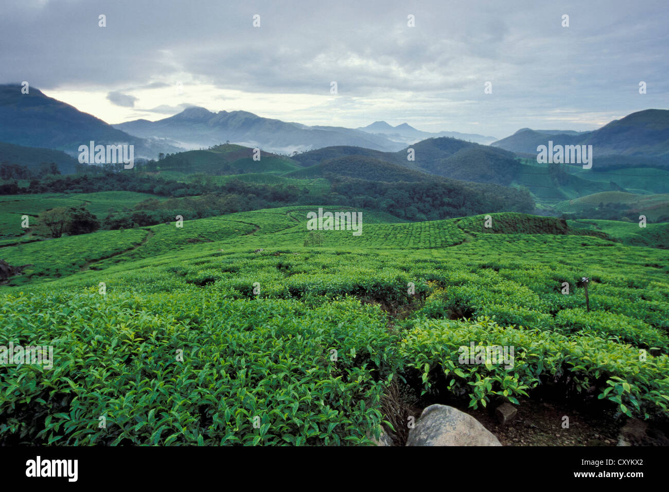 Tee-Plantagen in Munnar, Kerala, Südindien, Indien, Asien Stockfoto