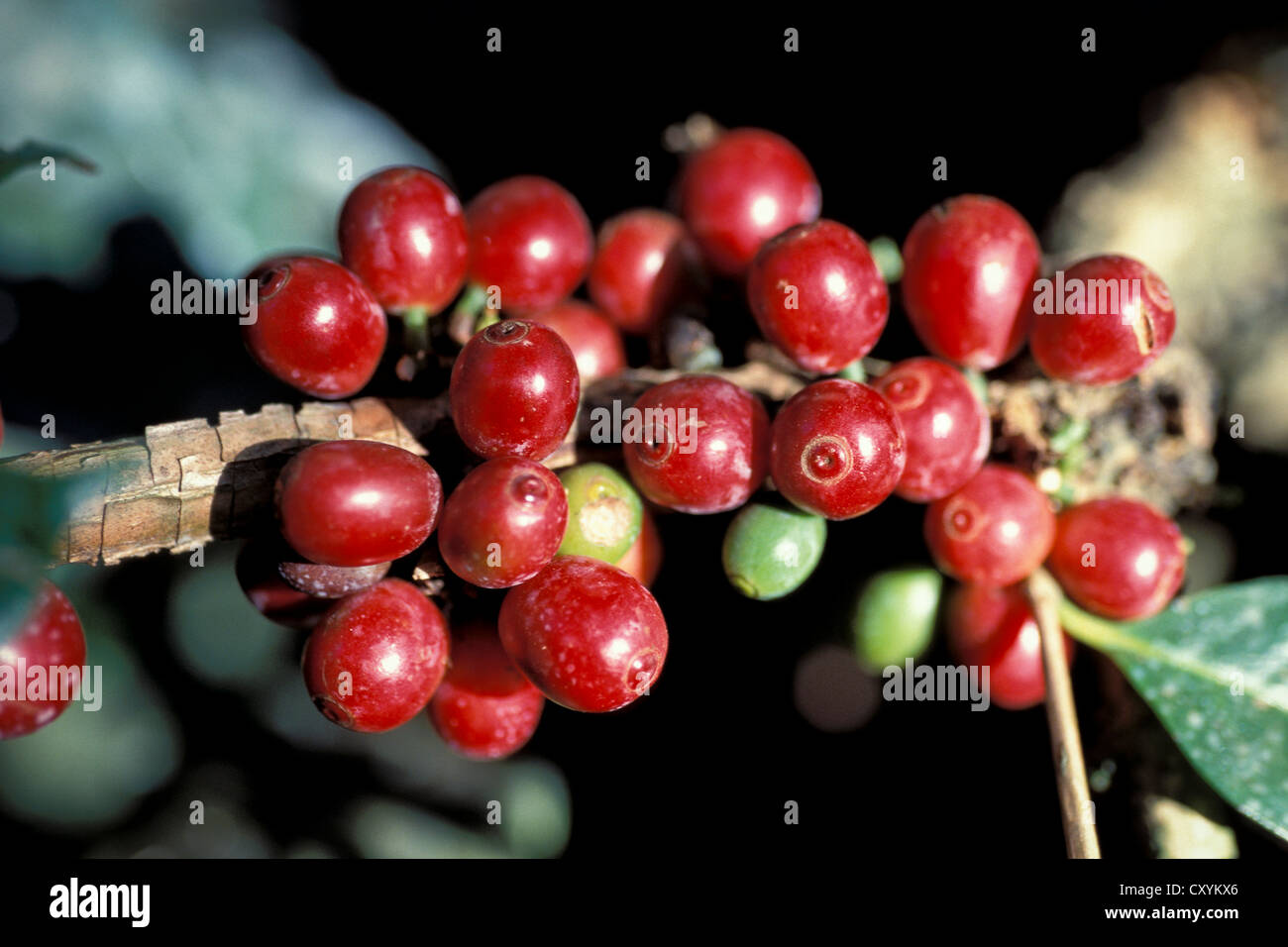 Reife Kaffeebohnen oder Kirschen auf eine Kaffeepflanze (Coffea), Kerala, Südindien, Indien, Asien Stockfoto