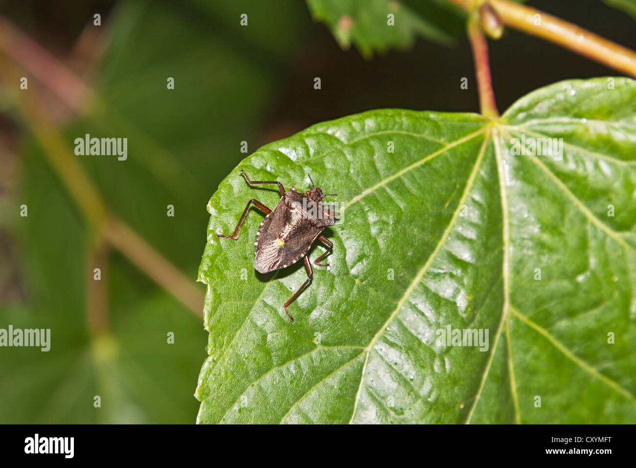 Rotbeinige Shieldbug (Pentatoma Art) Stockfoto