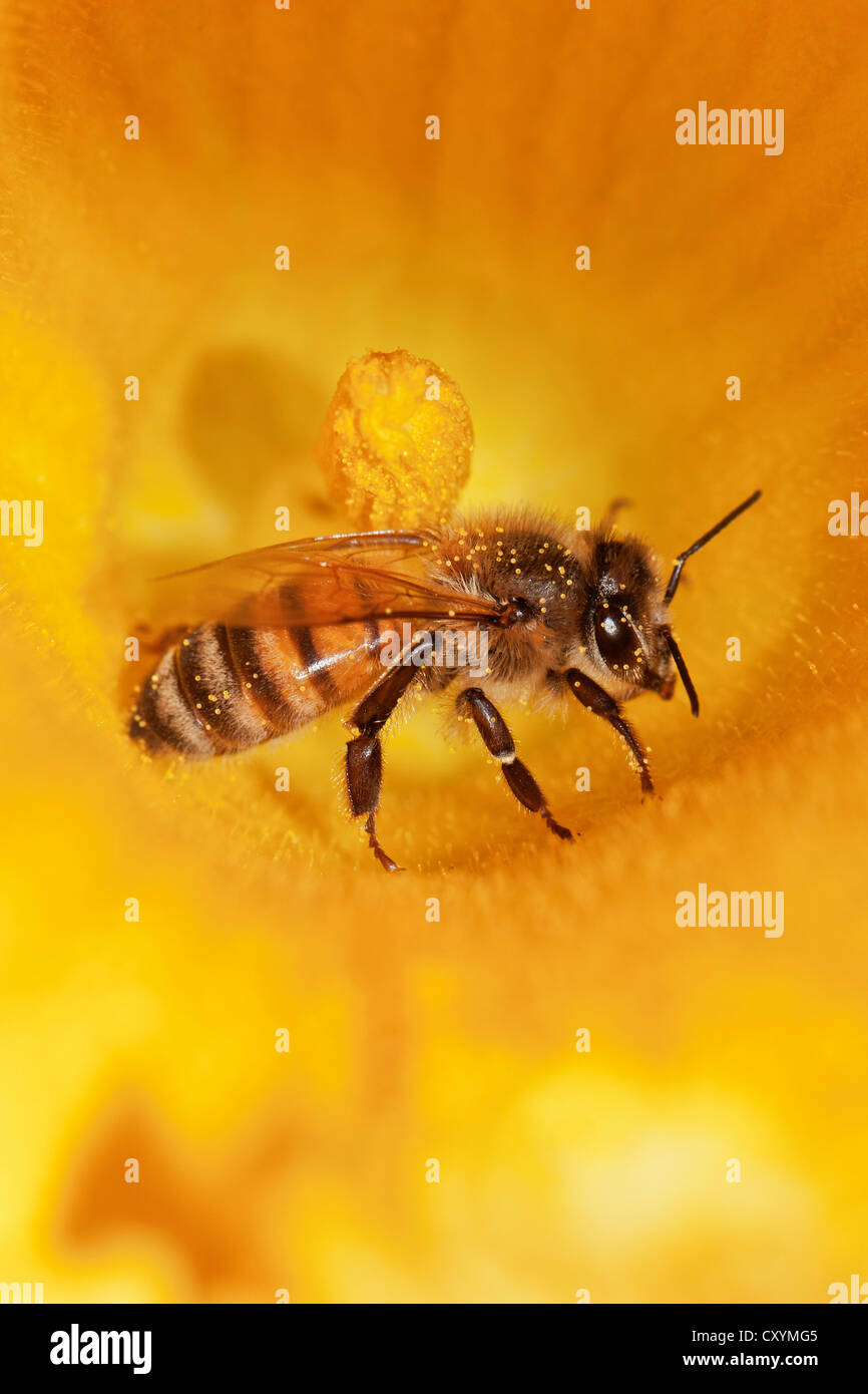 Westliche Honigbiene (Apis Mellifera) auf Kürbis Blume, Hokkaido, Japan, Asien Stockfoto