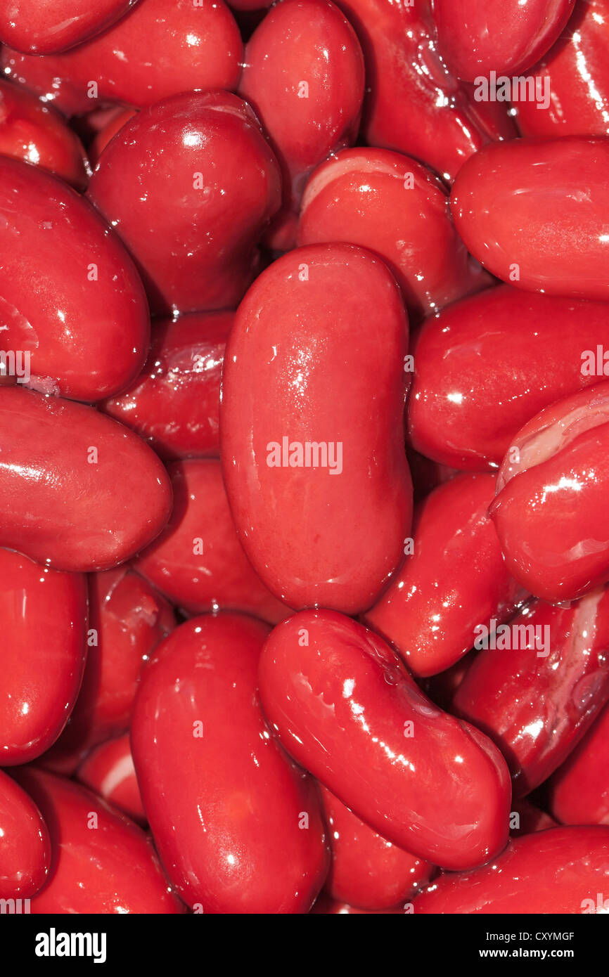 Rote Kidney-Bohnen (Phaseolus Vulgaris) Stockfoto