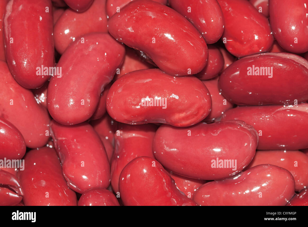 Rote Kidney-Bohnen (Phaseolus Vulgaris) Stockfoto