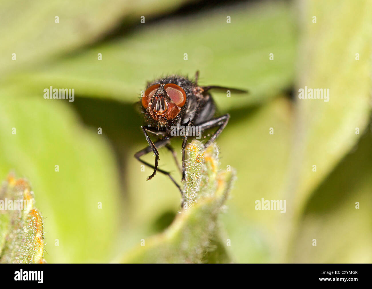Schlag-Fly, Aas Fliege (Calliphoridae) Stockfoto
