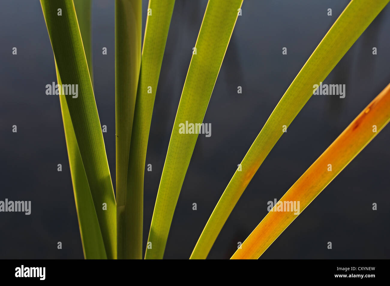 Schilf (Phragmites SP.), Contre Jour, Hintergrundbeleuchtung, Baden-Württemberg Stockfoto