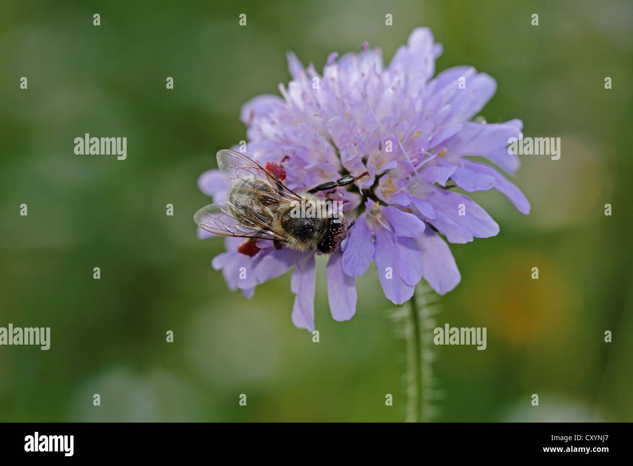 Honigbiene (Apis SP.), auf einem Feld Witwenblume (Knautia Arvensis), Baden-Württemberg Stockfoto