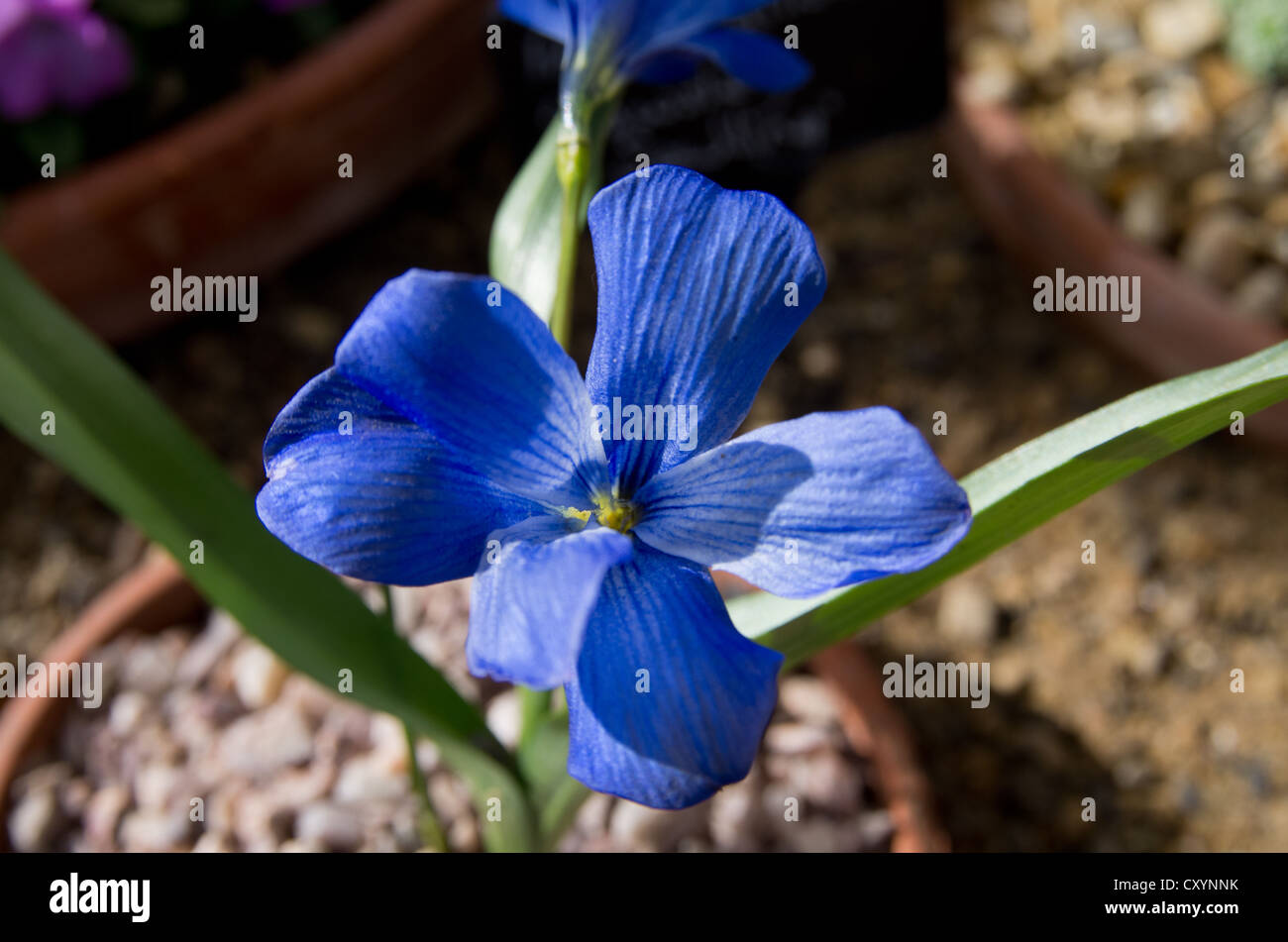 Tecophilaea Cyanocrocus (chilenische blauen Krokus) Stockfoto