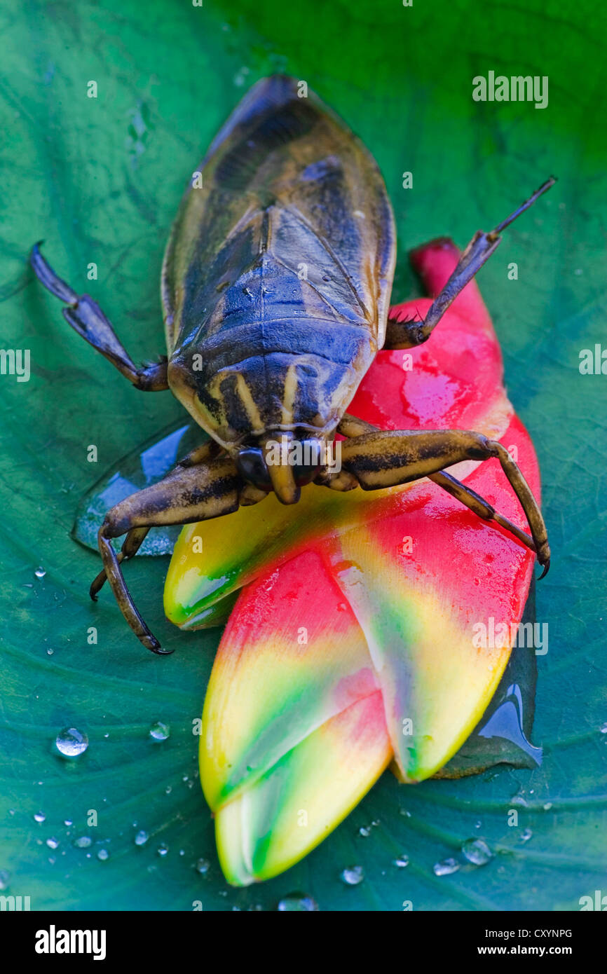 Riesige Wasser-Bug (Lethocerus Indicus) auf einem Lotusblatt Stockfoto