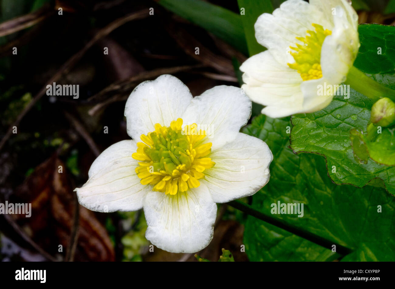 Marsh Marigold Caltha Palustris var. Alba Stockfoto