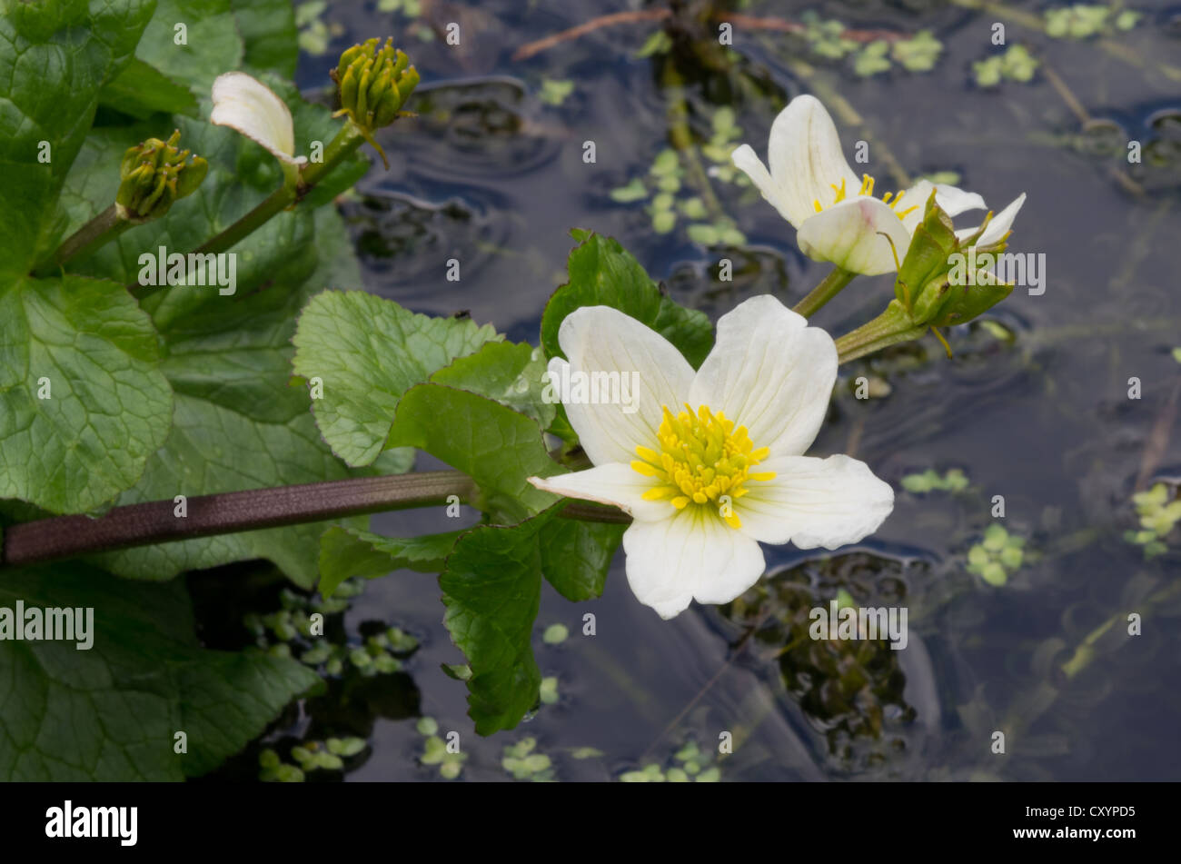 Marsh Marigold Caltha Palustris var. Alba Stockfoto