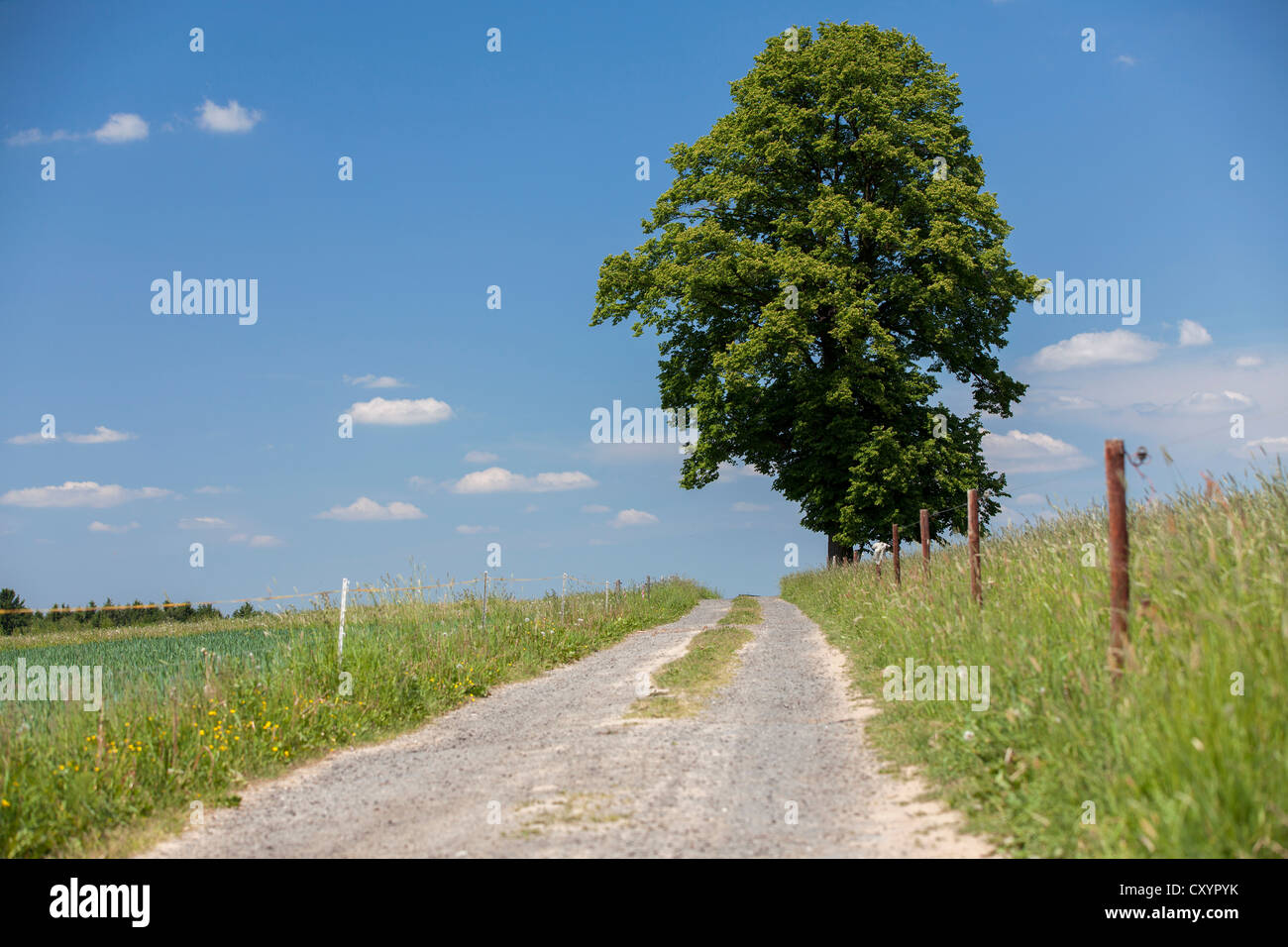Pfad und ein Baum in der Nähe der Schrammsteine Rock Gruppe, Elbsandsteingebirge, Sachsen Stockfoto