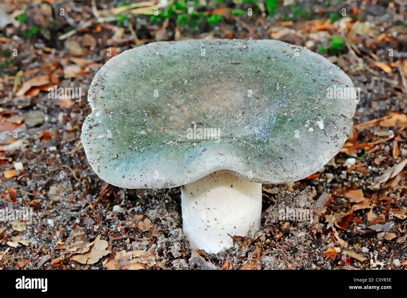 Köhler (ubling Cyanoxantha), Gelderland, Niederlande, Europa Stockfoto