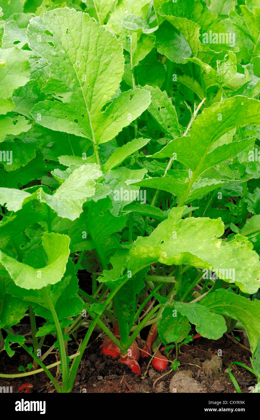 Salat-Rettich (Raphanus Sativus var. Sativus), Bergkamen, Nordrhein-Westfalen Stockfoto