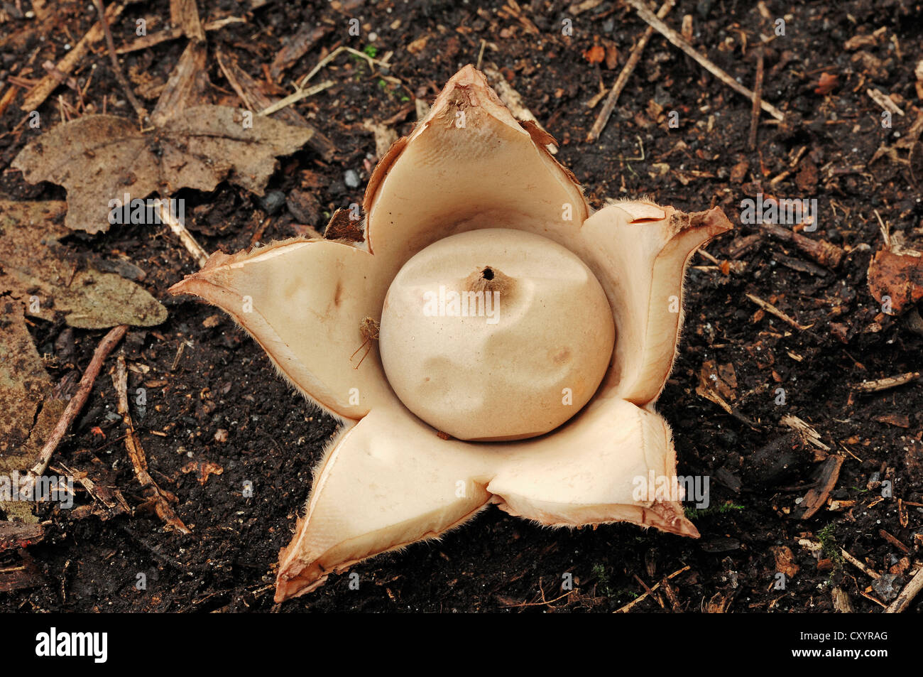 Kragen, Earthstar, Saucered Earthstar oder Triple Earthstar (Geastrum triplex), North Rhine-Westphalia Stockfoto