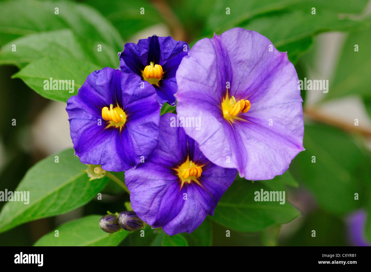 Blaue Kartoffel Bush (Solanum Rantonnetii), Blumen, Zierpflanzen, Gartenpflanze Stockfoto
