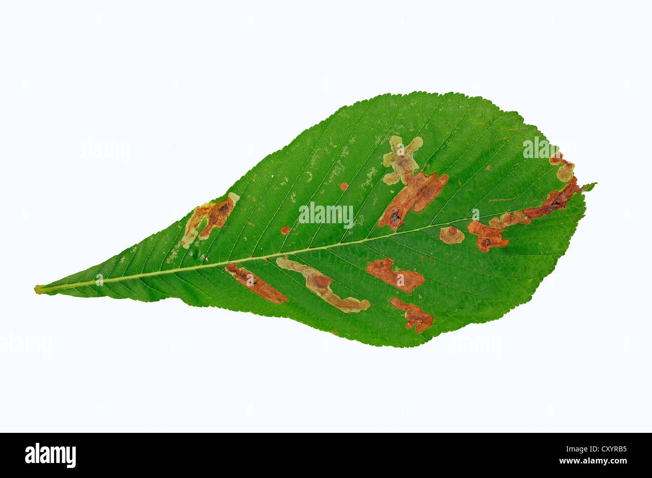 Rosskastanie oder Conker Baum (Aesculus Hippocastanum), Blatt mit der Fütterung von Spuren aus der Rosskastanien-Miniermotte (Cameraria Stockfoto