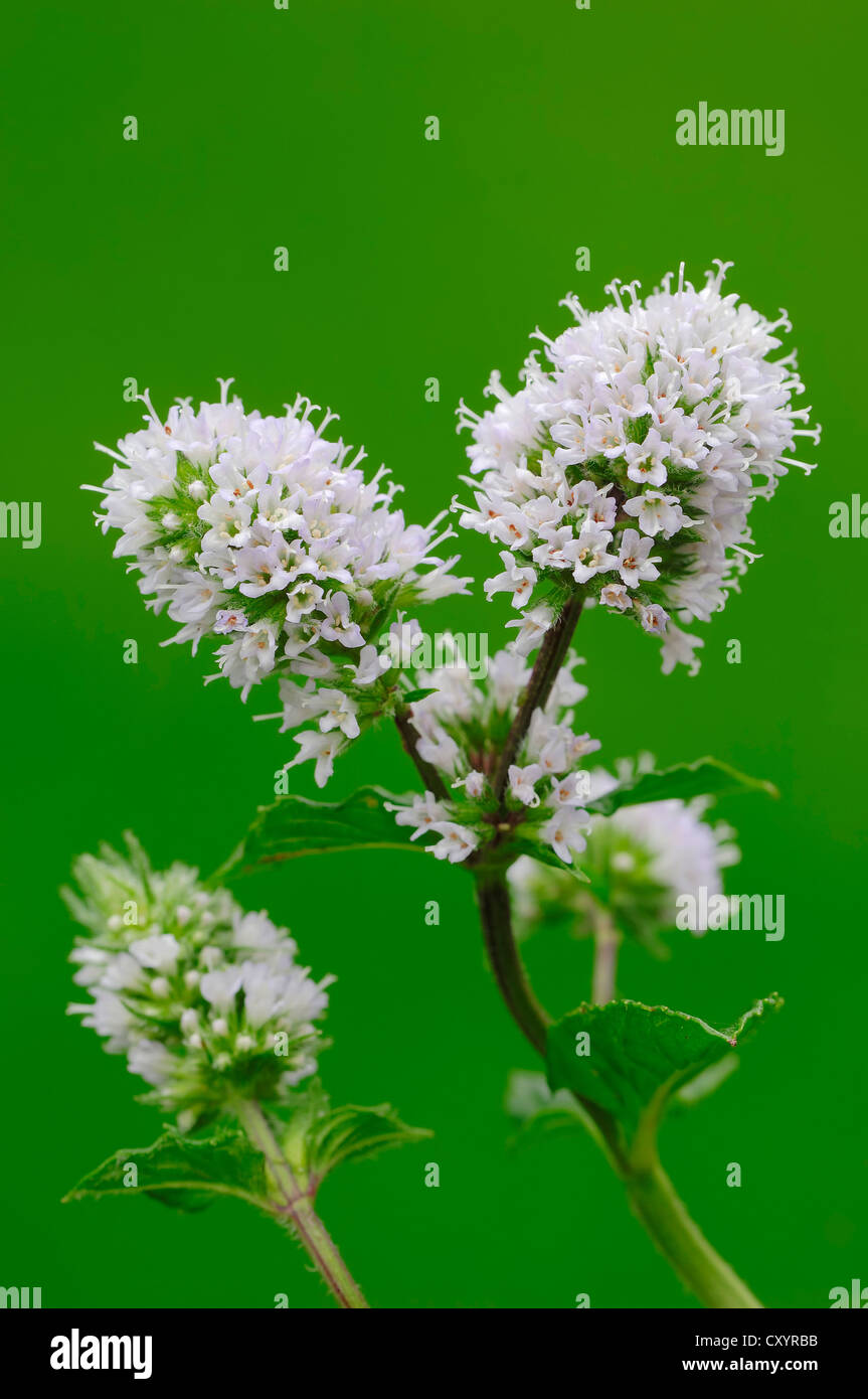 Pfefferminze (Mentha X piperita), Blumen, North Rhine-Westphalia ...
