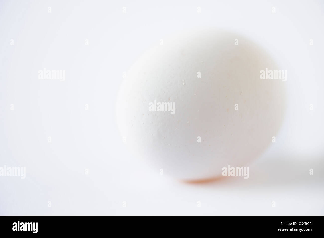 Weißes Hühnerei Stockfoto