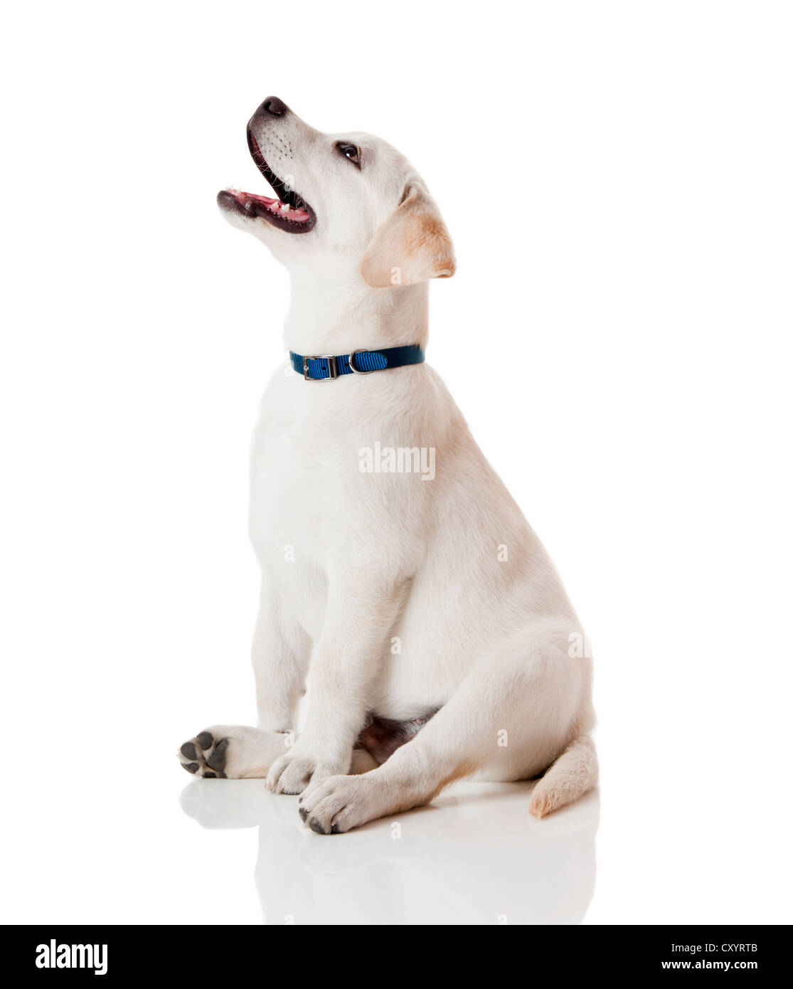 Schöne Labrador Retriever Creme Welpe isoliert auf weißem Hintergrund trägt ein blaues Hundehalsband Stockfoto