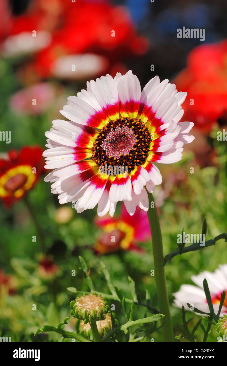Bemalte Daisy, Tricolor Daisy (Chrysanthemum Carinatum), Blüte, Gartenpflanze, North Rhine-Westphalia Stockfoto