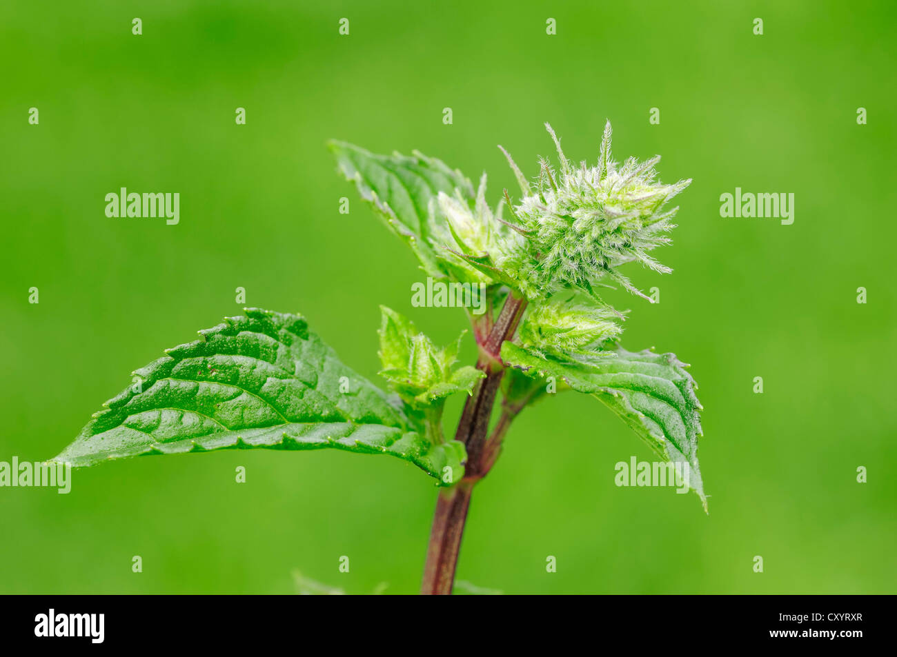 Pfefferminze (Mentha X piperita), Heilpflanze und Gewürzpflanze, North Rhine-Westphalia Stockfoto