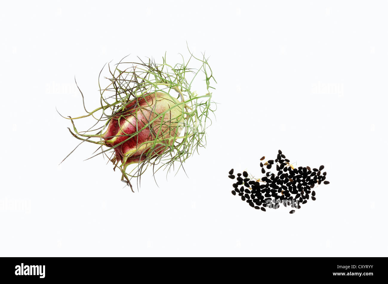 Love-in-a-Mist (Nigella Damascena), Saatgut Kopf und Samen, gefunden im südlichen Europa, als Heilpflanze kultiviert Stockfoto