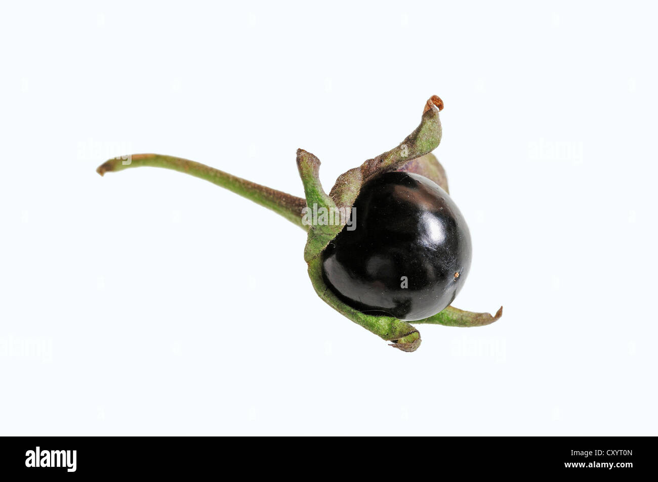 Belladonna, Teufels Beeren, Tod Kirschen (Atropa Belladonna), giftige Pflanze und Heilpflanze Stockfoto